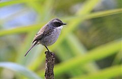 Gray Bushchat